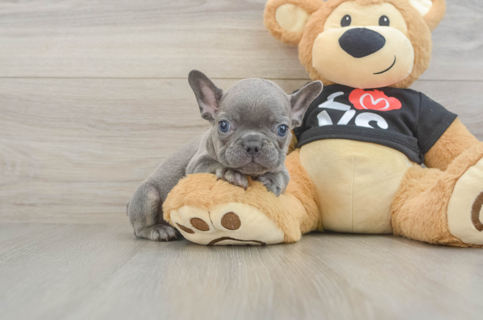 7 week old French Bulldog Puppy For Sale - Seaside Pups