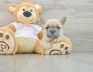 7 week old French Bulldog Puppy For Sale - Seaside Pups