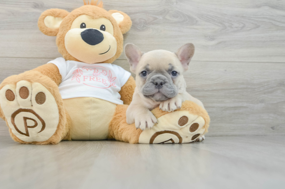 7 week old French Bulldog Puppy For Sale - Seaside Pups