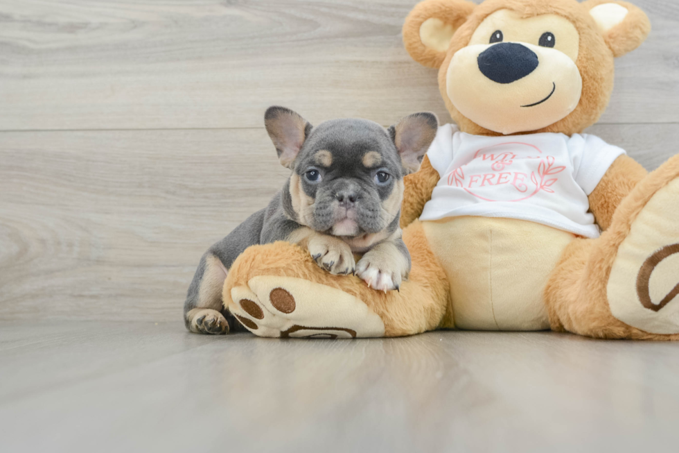 Fluffy Frenchie Purebred Puppy