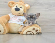 7 week old French Bulldog Puppy For Sale - Seaside Pups