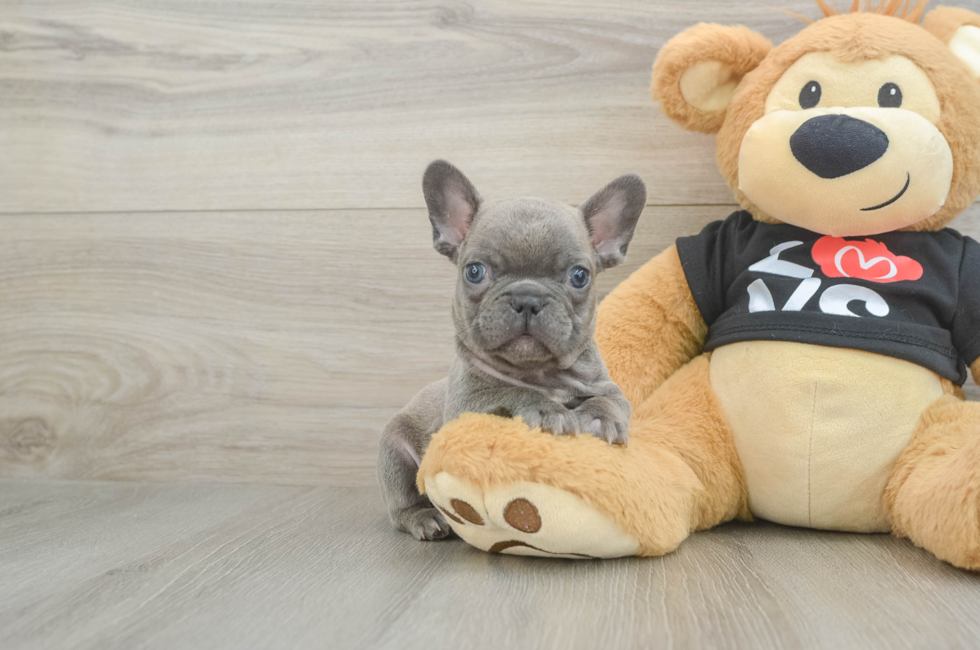 7 week old French Bulldog Puppy For Sale - Seaside Pups