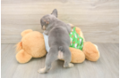 Playful French Bulldog Purebred Pup