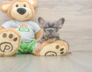 6 week old French Bulldog Puppy For Sale - Seaside Pups
