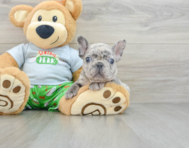 8 week old French Bulldog Puppy For Sale - Seaside Pups