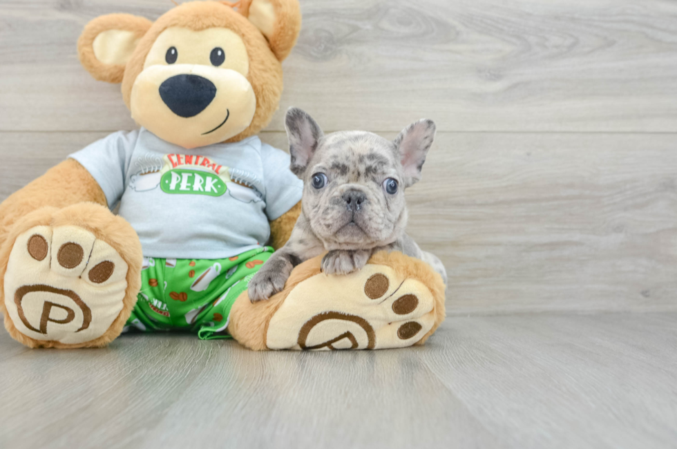 8 week old French Bulldog Puppy For Sale - Seaside Pups