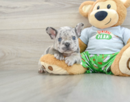 8 week old French Bulldog Puppy For Sale - Seaside Pups