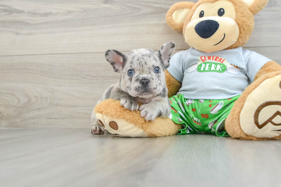 French Bulldog Pup Being Cute