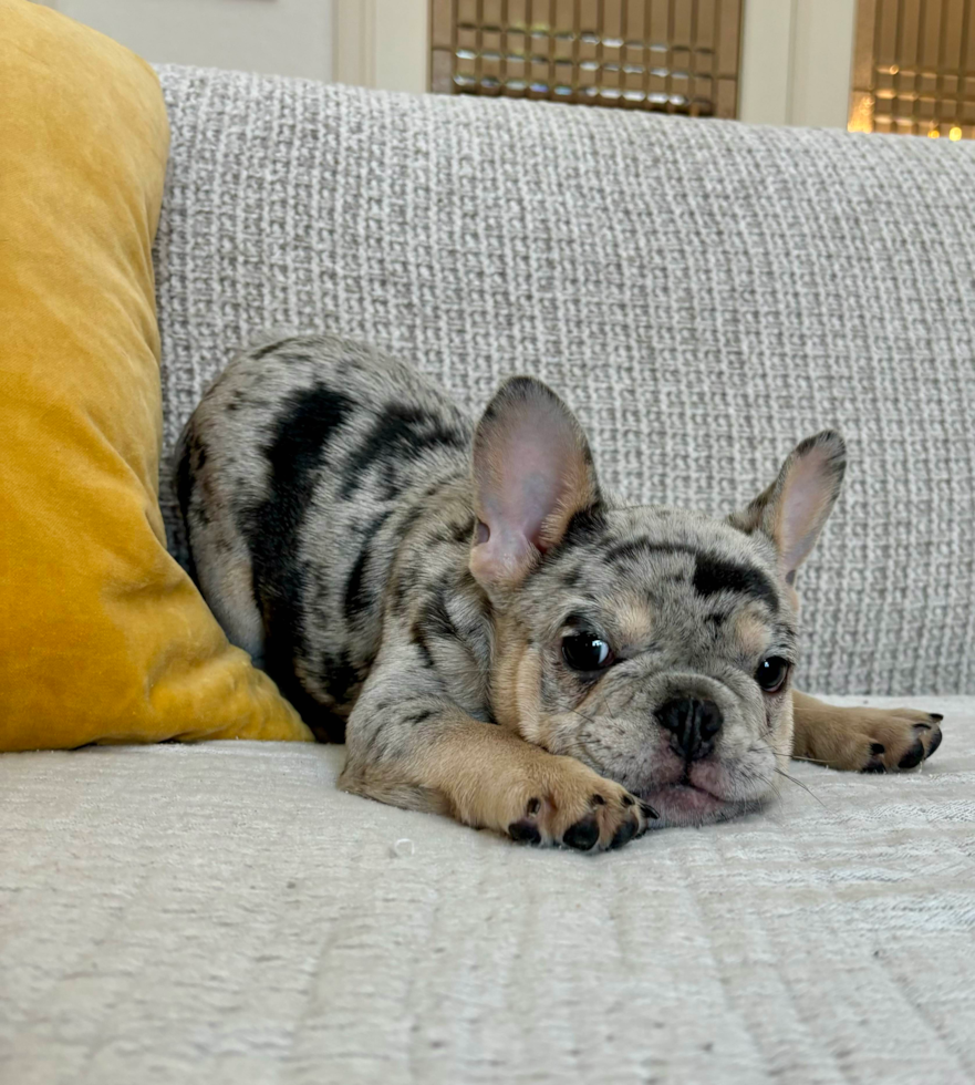 French Bulldog Pup Being Cute