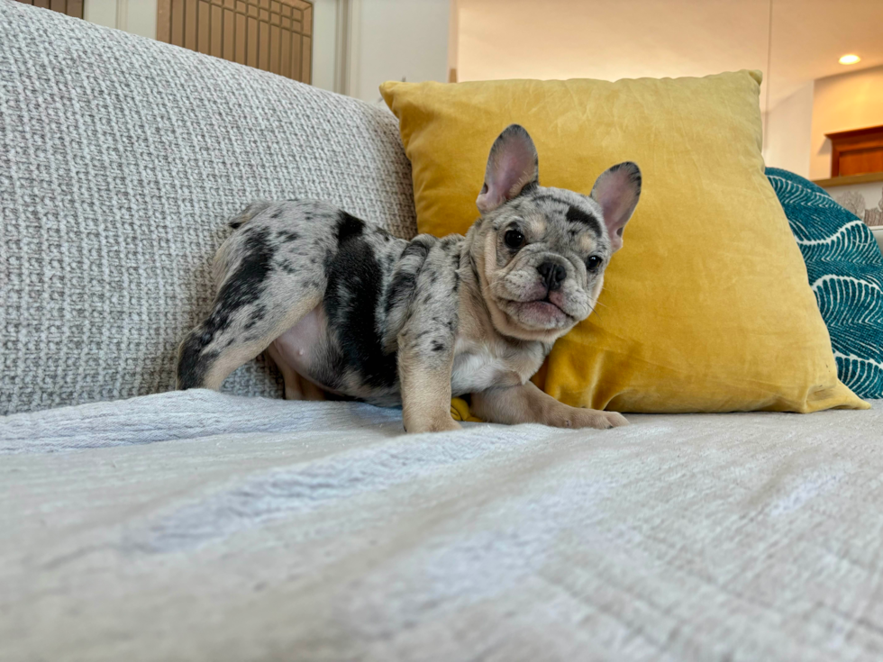 French Bulldog Pup Being Cute