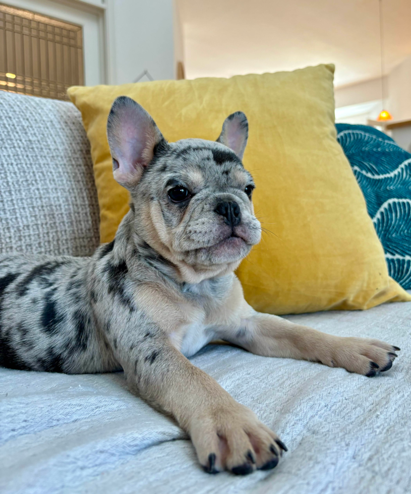 Cute Frenchie Purebred Puppy