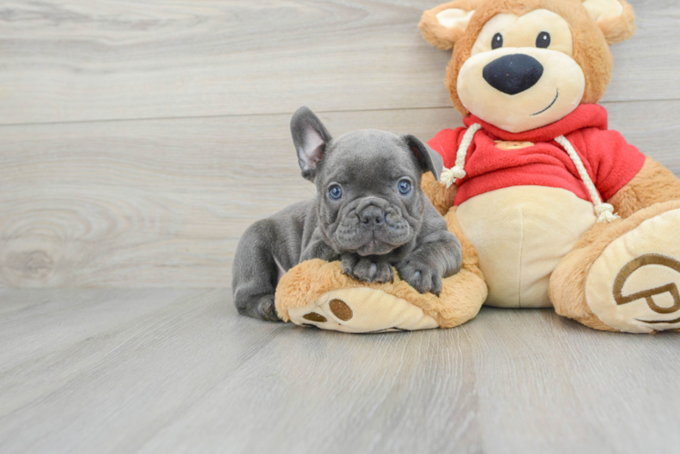 Smart Frenchie Purebred Puppy