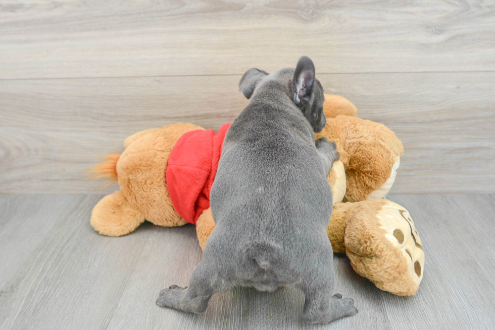 French Bulldog Puppy for Adoption