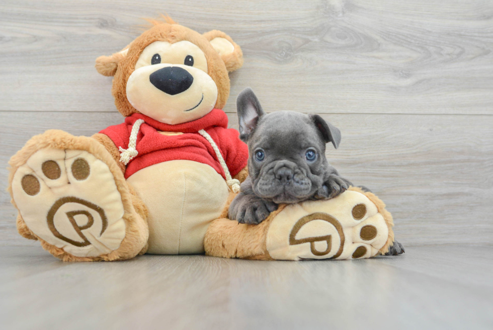 Adorable Frenchie Purebred Puppy