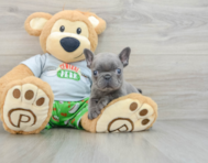 8 week old French Bulldog Puppy For Sale - Seaside Pups