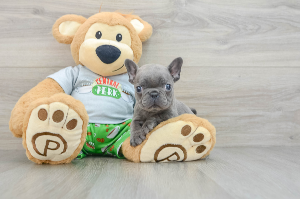 8 week old French Bulldog Puppy For Sale - Seaside Pups