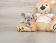 6 week old French Bulldog Puppy For Sale - Seaside Pups