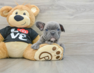 7 week old French Bulldog Puppy For Sale - Seaside Pups