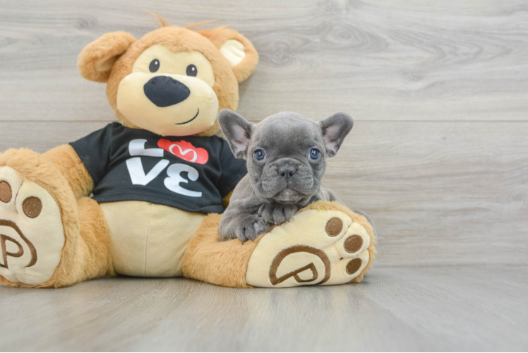 French Bulldog Puppy for Adoption
