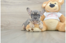 French Bulldog Puppy for Adoption