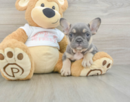 6 week old French Bulldog Puppy For Sale - Seaside Pups