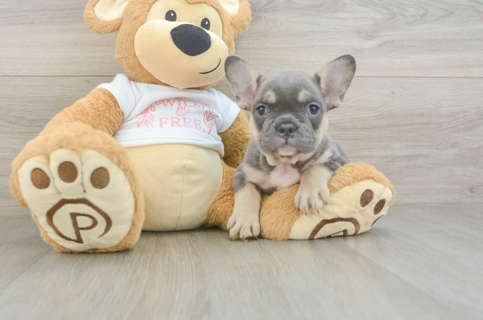 6 week old French Bulldog Puppy For Sale - Seaside Pups