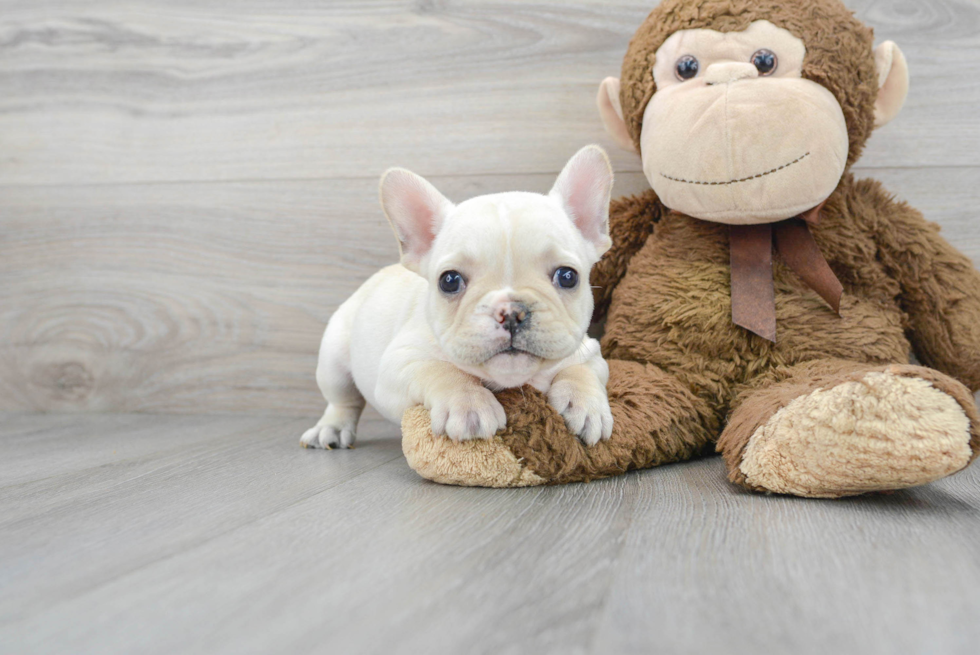 Hypoallergenic French Bulldog Baby
