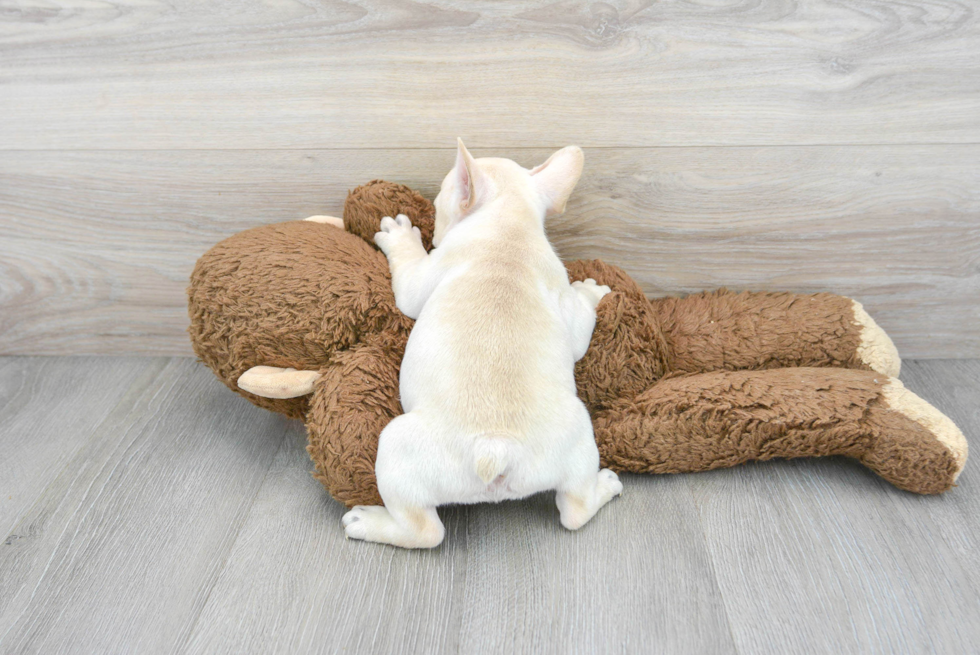Little French Bulldog Purebred Pup
