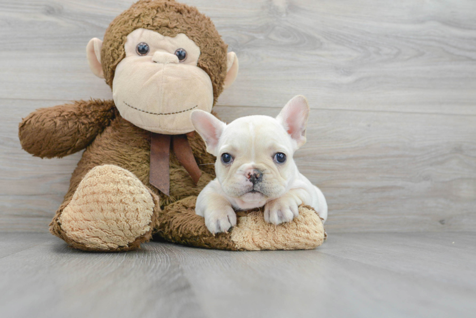 Fluffy Frenchie Purebred Puppy