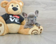 7 week old French Bulldog Puppy For Sale - Seaside Pups