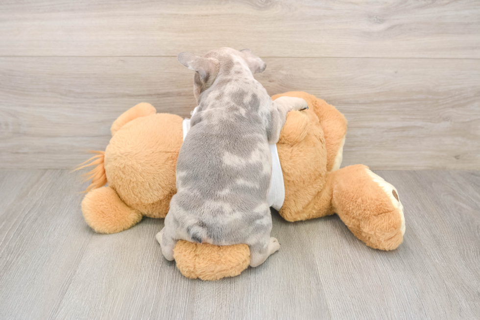 Little French Bulldog Purebred Pup