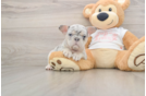 Sweet Frenchie Purebred Puppy