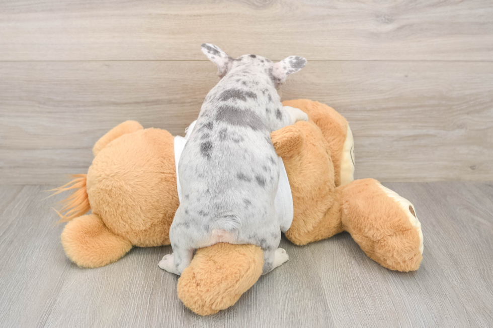 Akc Registered French Bulldog Baby