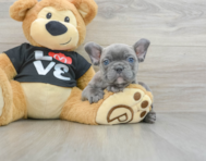 7 week old French Bulldog Puppy For Sale - Seaside Pups