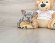 6 week old French Bulldog Puppy For Sale - Seaside Pups