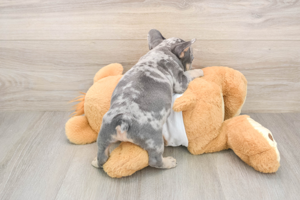 French Bulldog Pup Being Cute