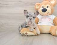 6 week old French Bulldog Puppy For Sale - Seaside Pups