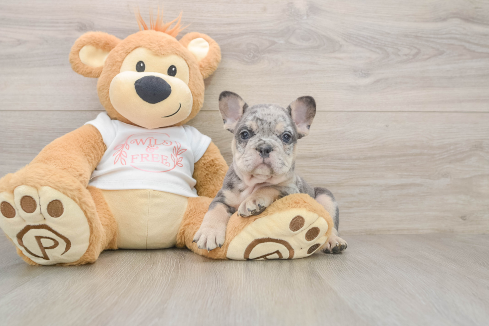 Friendly French Bulldog Purebred Pup