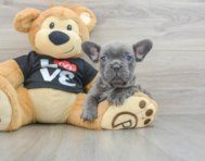 7 week old French Bulldog Puppy For Sale - Seaside Pups