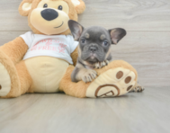 6 week old French Bulldog Puppy For Sale - Seaside Pups