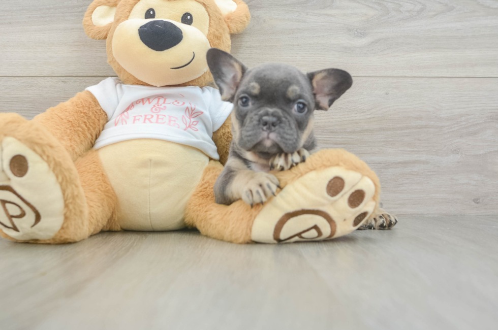 6 week old French Bulldog Puppy For Sale - Seaside Pups