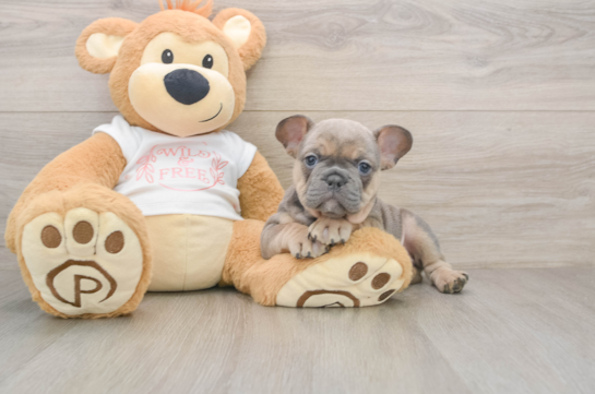 Cute Frenchie Purebred Puppy
