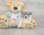 5 week old Havachon Puppy For Sale - Seaside Pups
