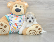 7 week old Havachon Puppy For Sale - Seaside Pups