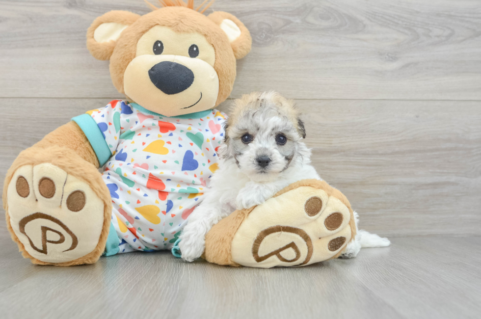 5 week old Havachon Puppy For Sale - Seaside Pups