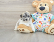 5 week old Havachon Puppy For Sale - Seaside Pups