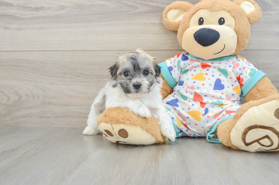 5 week old Havachon Puppy For Sale - Seaside Pups
