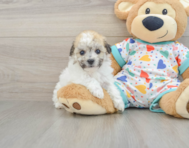 5 week old Havachon Puppy For Sale - Seaside Pups