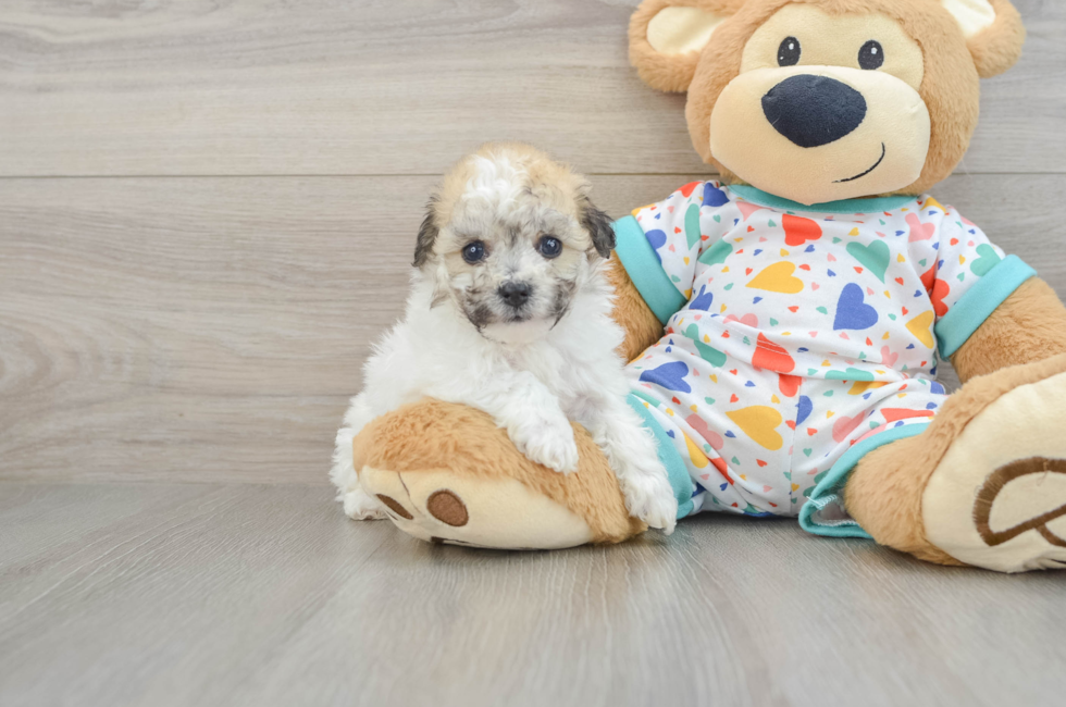 5 week old Havachon Puppy For Sale - Seaside Pups