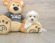 5 week old Havachon Puppy For Sale - Seaside Pups